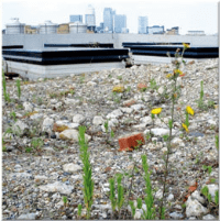 Biodiverse Green Roof System